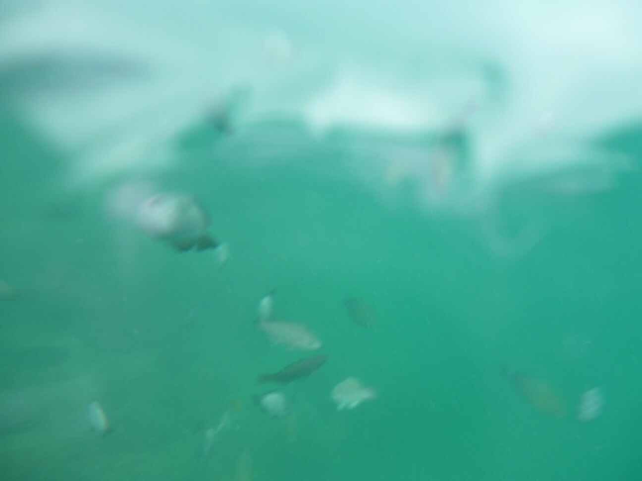 天国の海ツアーで防水カメラで水中撮影