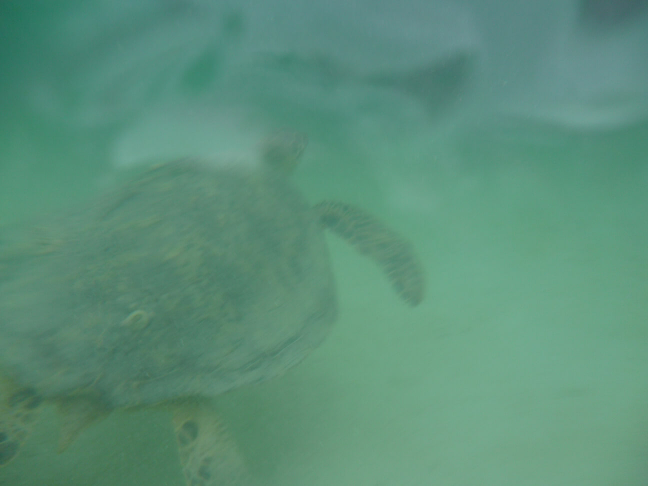 天国の海ツアーで防水カメラで水中撮影（ウミガメ）