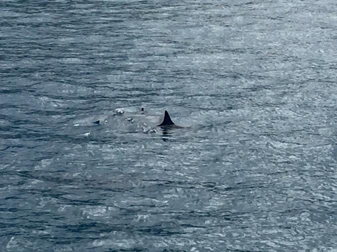 ハワイ・ドルフィンツアー４