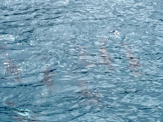 ハワイ・ドルフィンツアー５