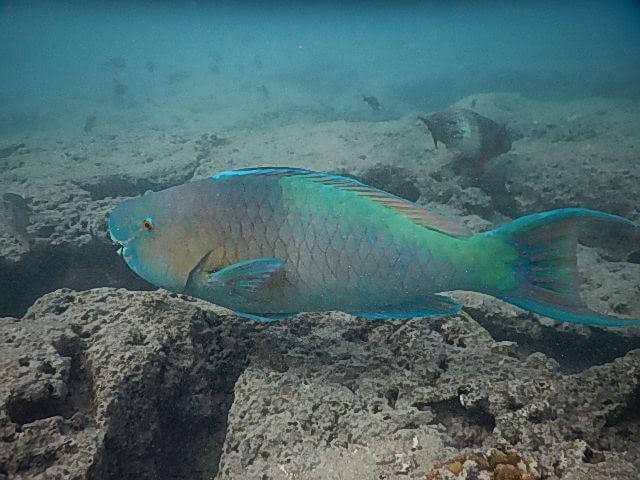 ハナウマ湾シュノーケリング・お魚