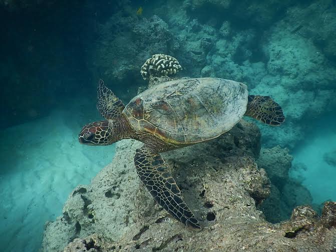 ハナウマ湾シュノーケリング・ウミガメ