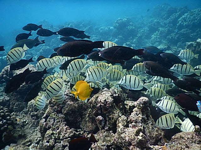 ハナウマ湾シュノーケリング・水中