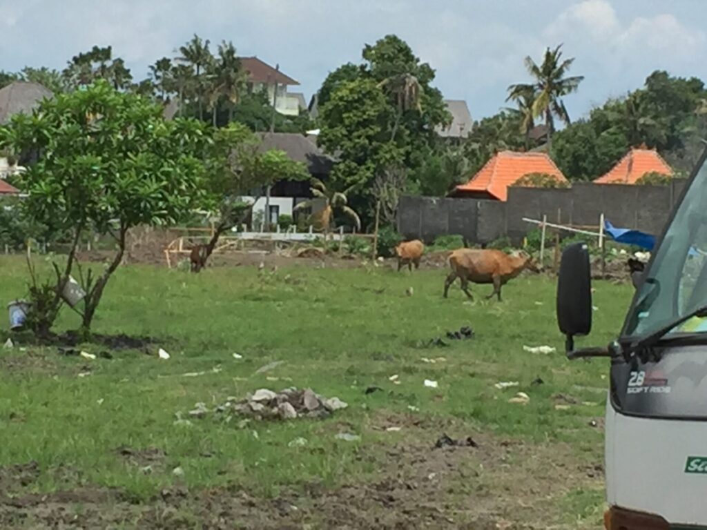 バリ島・牛いっぱい