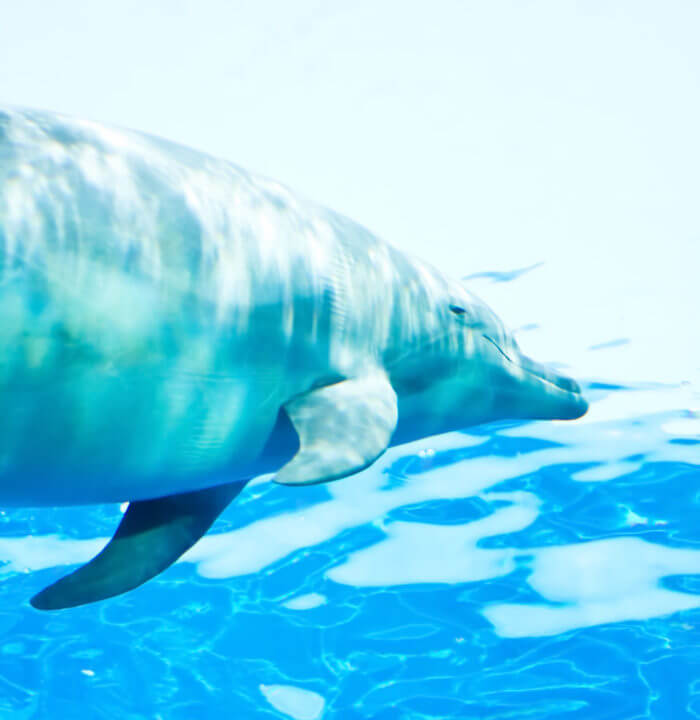 イルカのイメージ