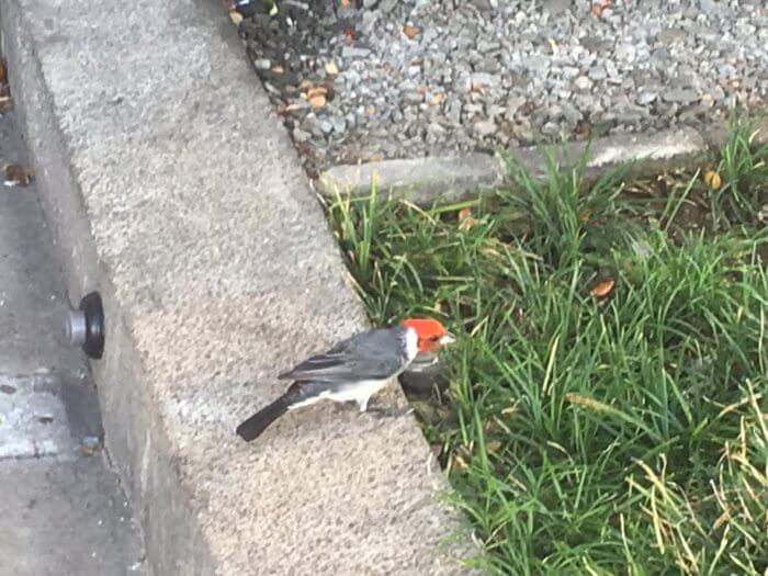 ハワイにいた鳥