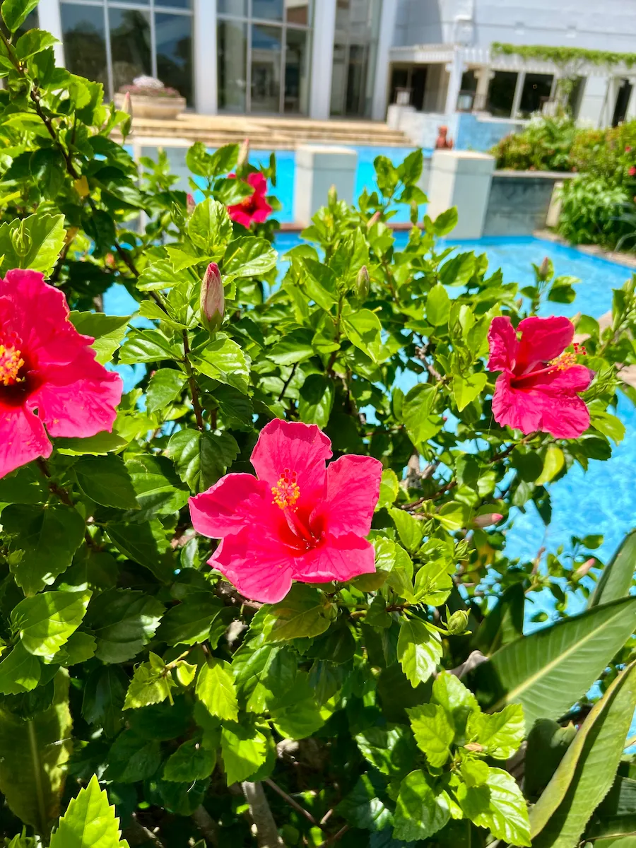 Red hibiscus flowers in the tropical garden