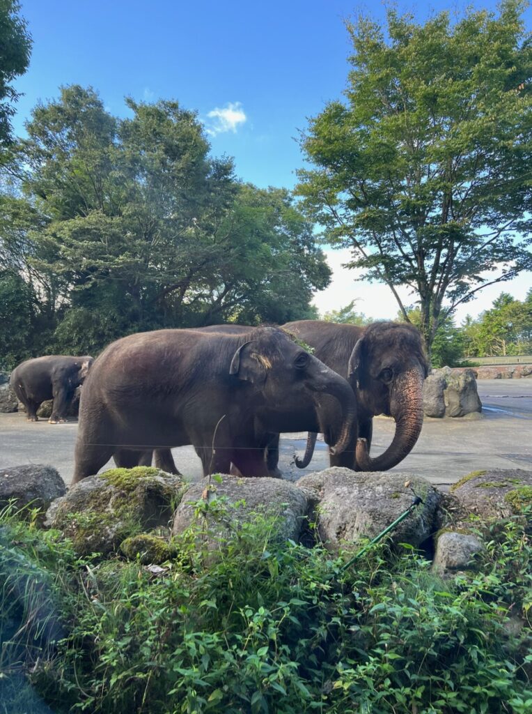 富士サファリパーク・象