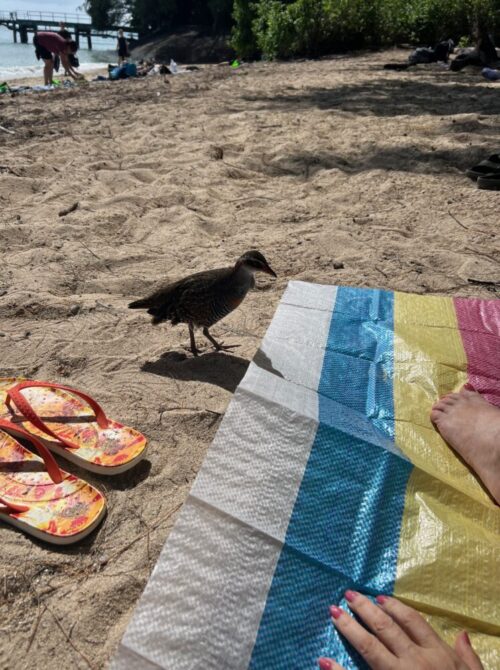 グリーン島でゴロゴロしていたら鳥が来た