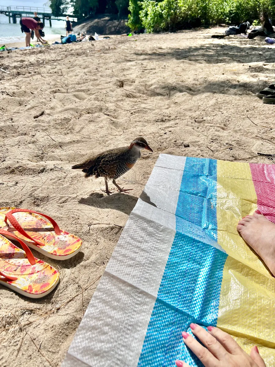 ケアンズ・グリーン島でゴロゴロしていたら鳥が来た