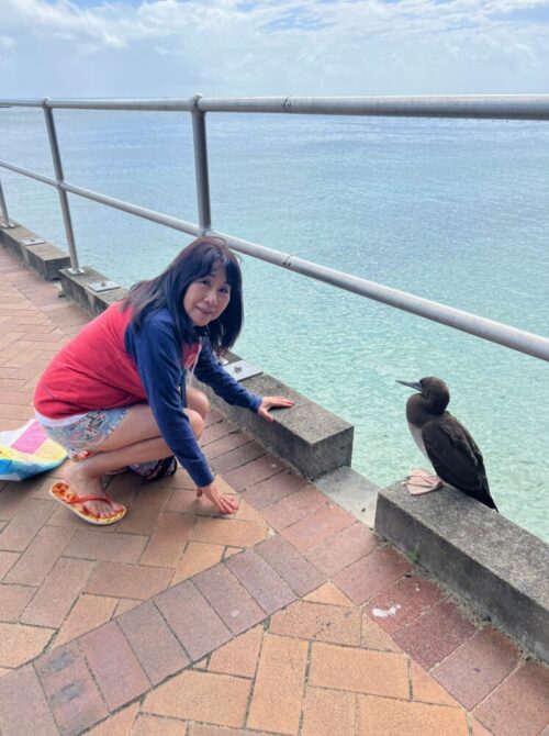 グリーン島鳥のお迎え