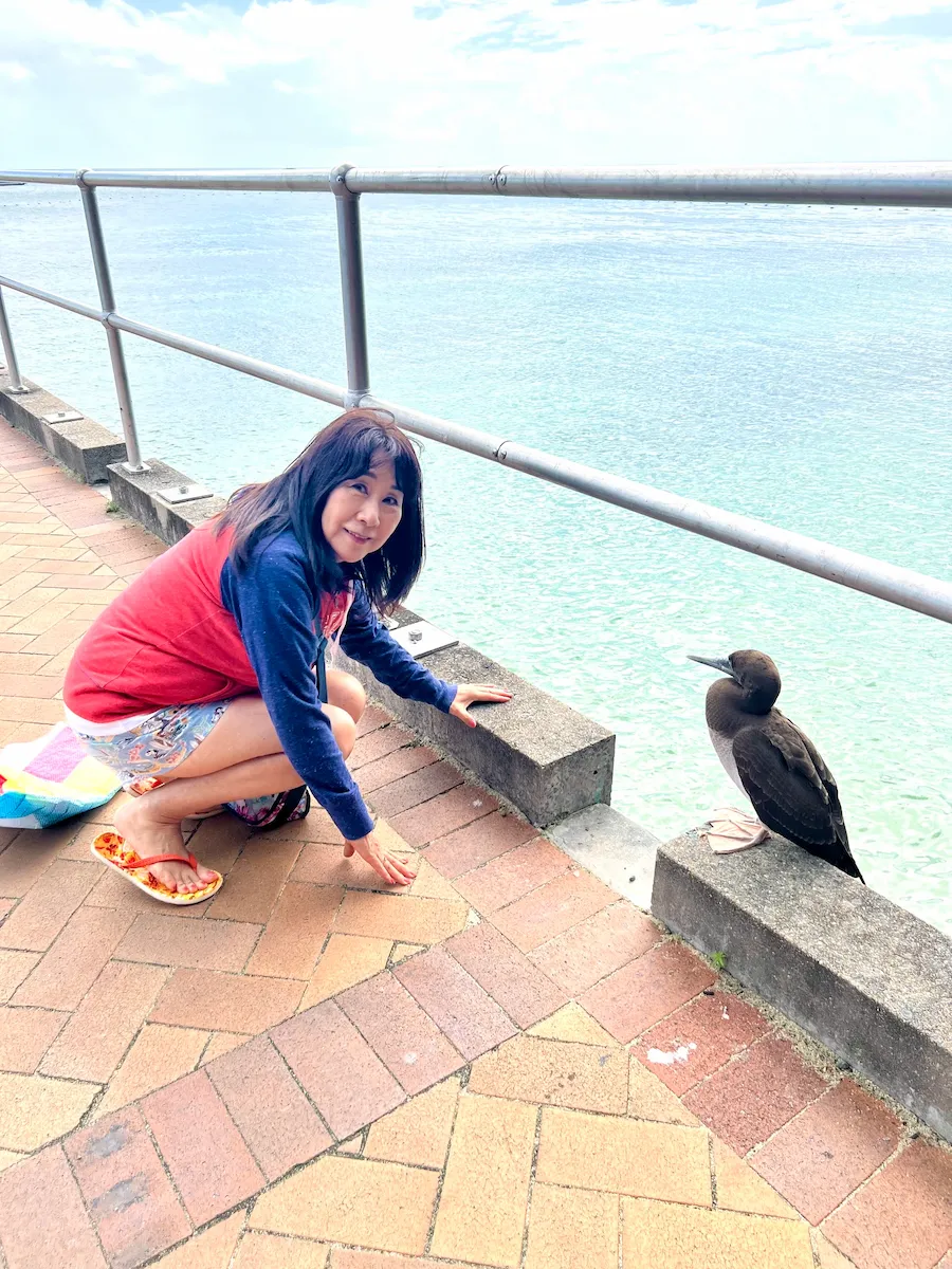 ケアンズ・グリーン島で鳥のお迎え