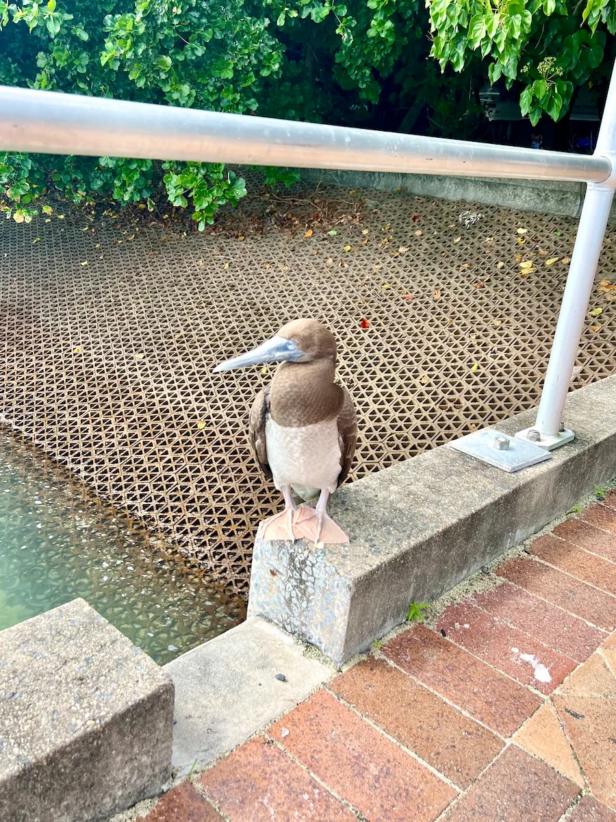 ケアンズ・グリーン島の鳥