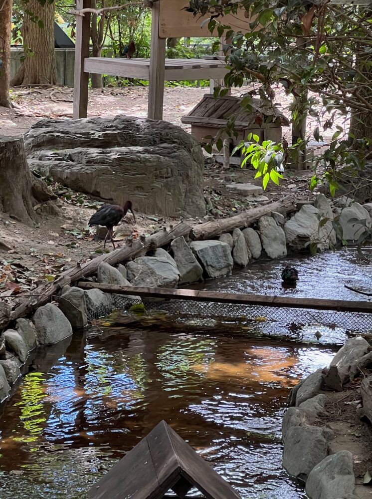 キャンベルタウン野鳥の森で水浴びをする鳥