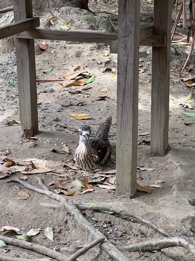 キャンベルタウン野鳥の森・卵を温めるオーストラリアイシチドリ 