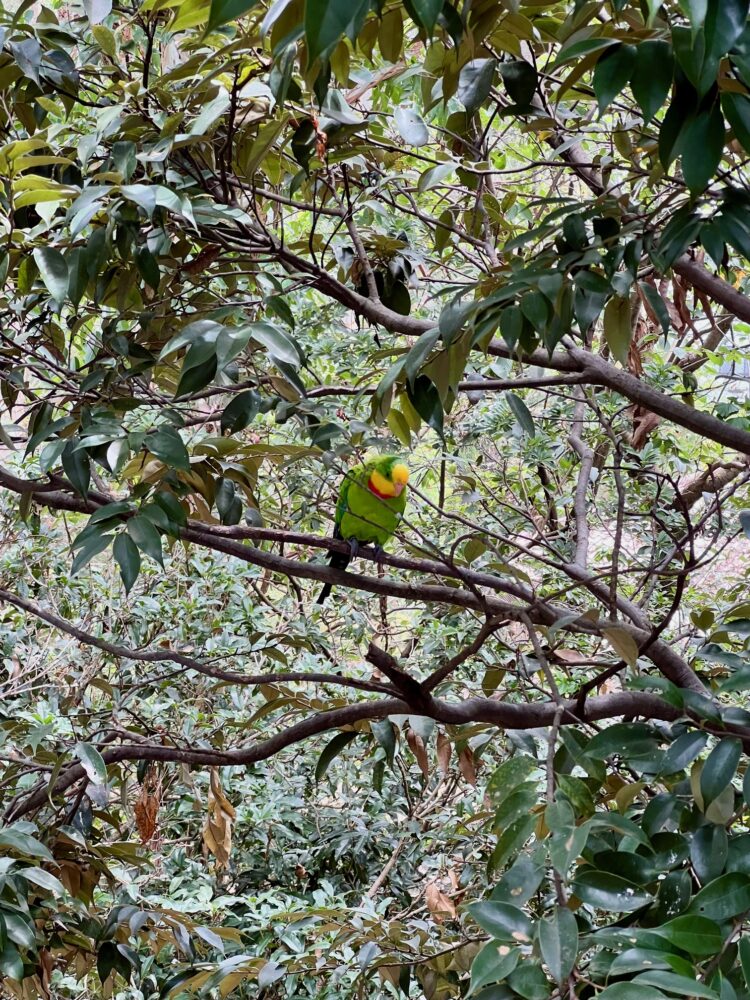 キャンベルタウン野鳥の森・ミカヅキインコ