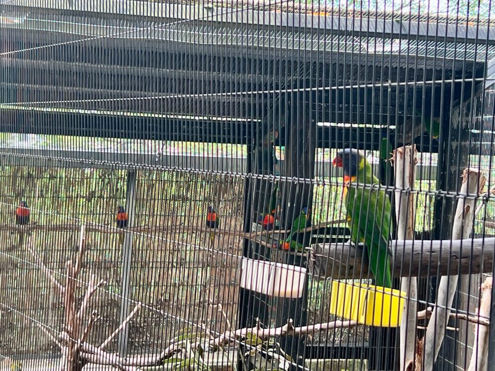 キャンベルタウン野鳥の森・ゴシキセイガイインコ