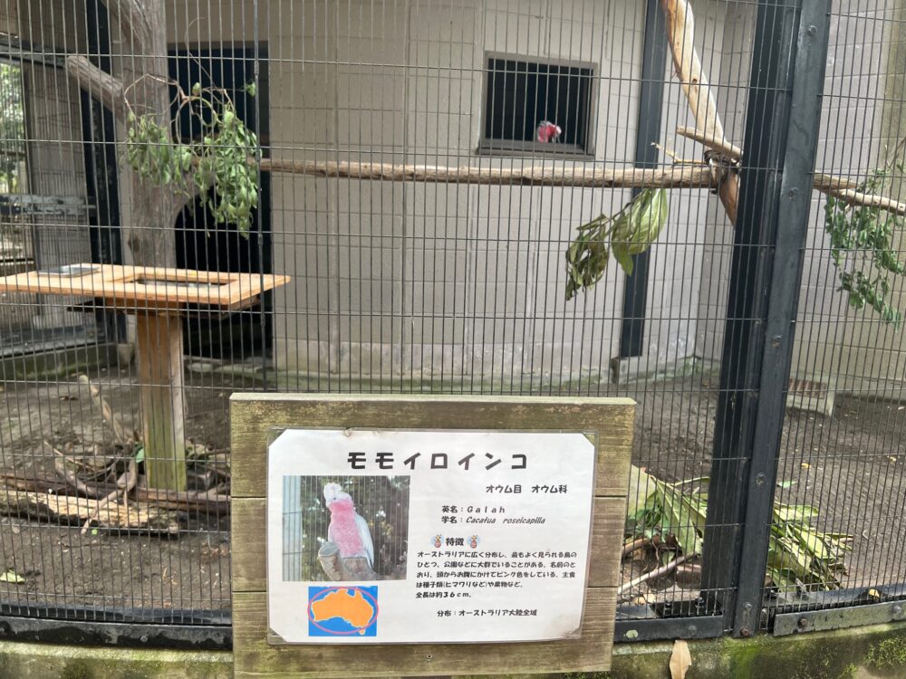 キャンベルタウン野鳥の森・モモイロインコ