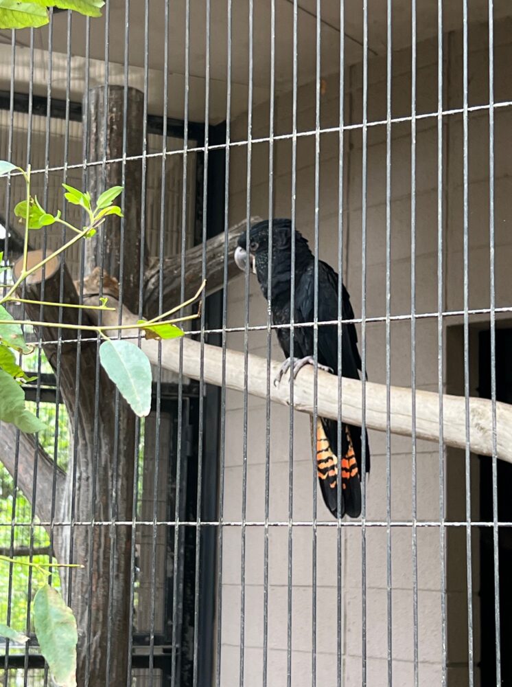 キャンベルタウン野鳥の森・アカオクロオウム