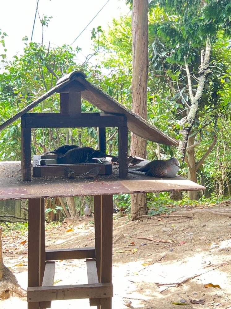 キャンベルタウン野鳥の森・放し飼いの鳥たち