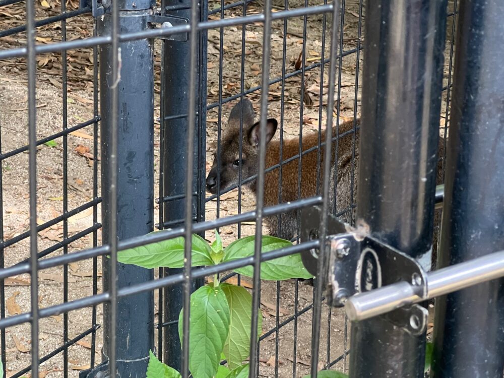 キャンベルタウン野鳥の森・ワラビー