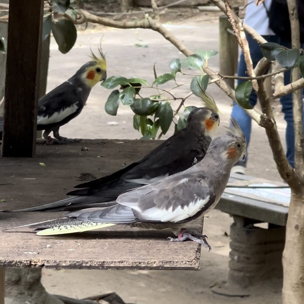 キャンベルタウン野鳥の森・インコ３兄弟