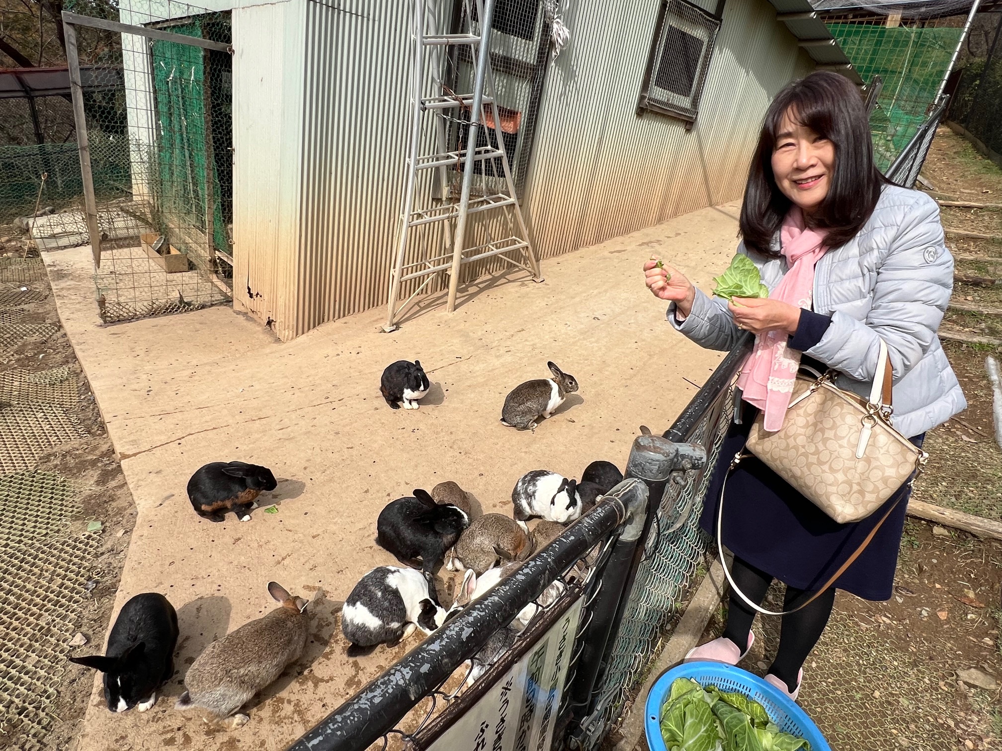 戸倉山キティパークのうさぎさん