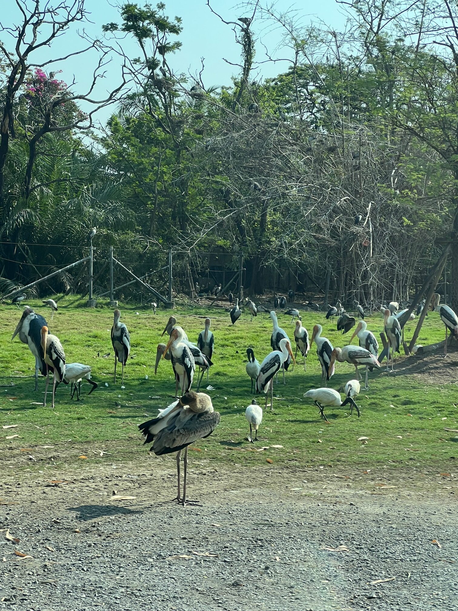 Safari World（サファリワールド）車のエリア