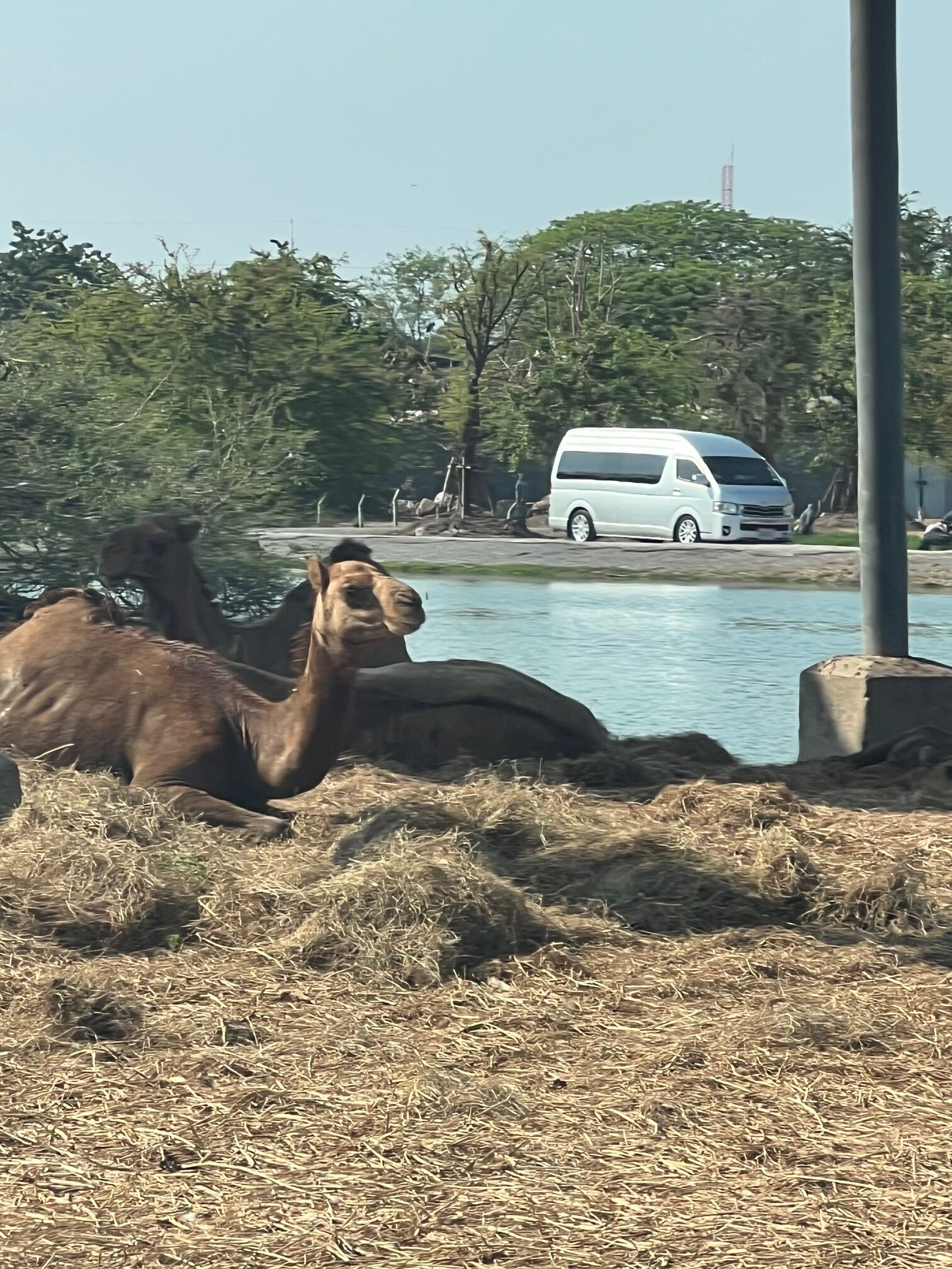 Safari World（サファリワールド）車のエリアらくだ