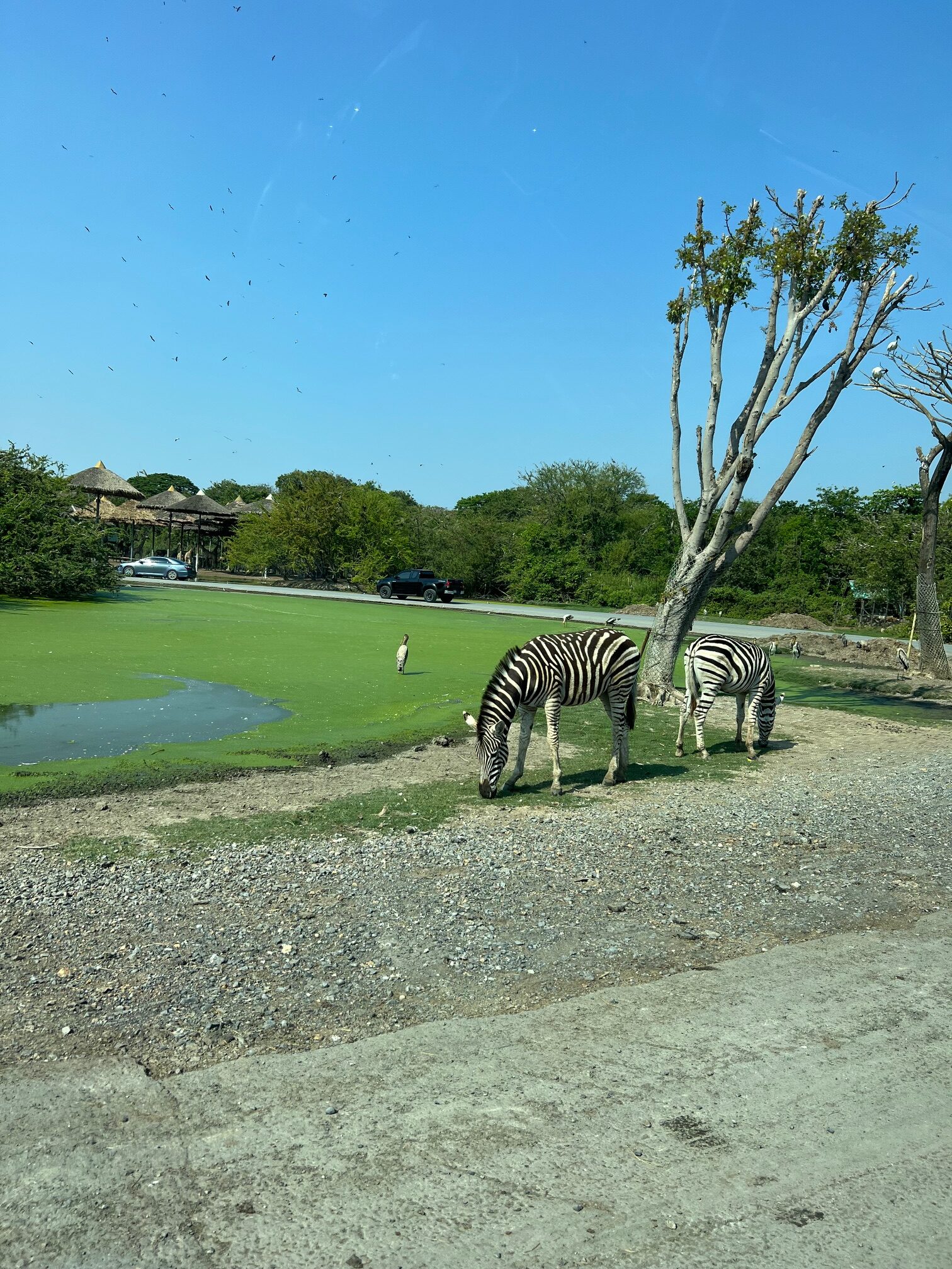 Safari World（サファリワールド）車のエリアシマウマ