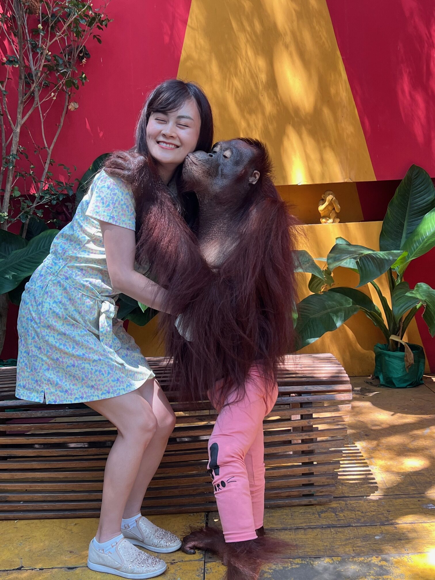 Safari World（サファリワールド）オランウータンと写真撮影・ベテランオランウータン２