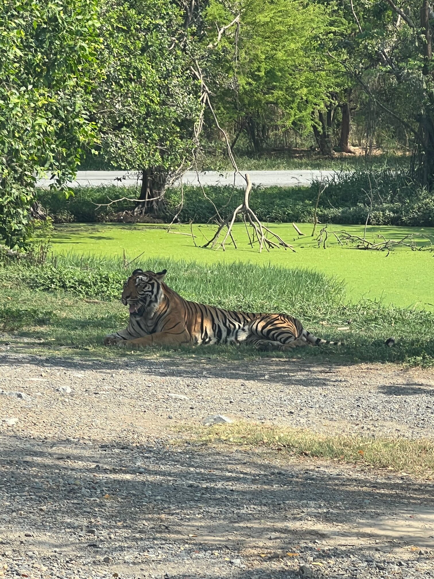 Safari World（サファリワールド）車のエリア虎