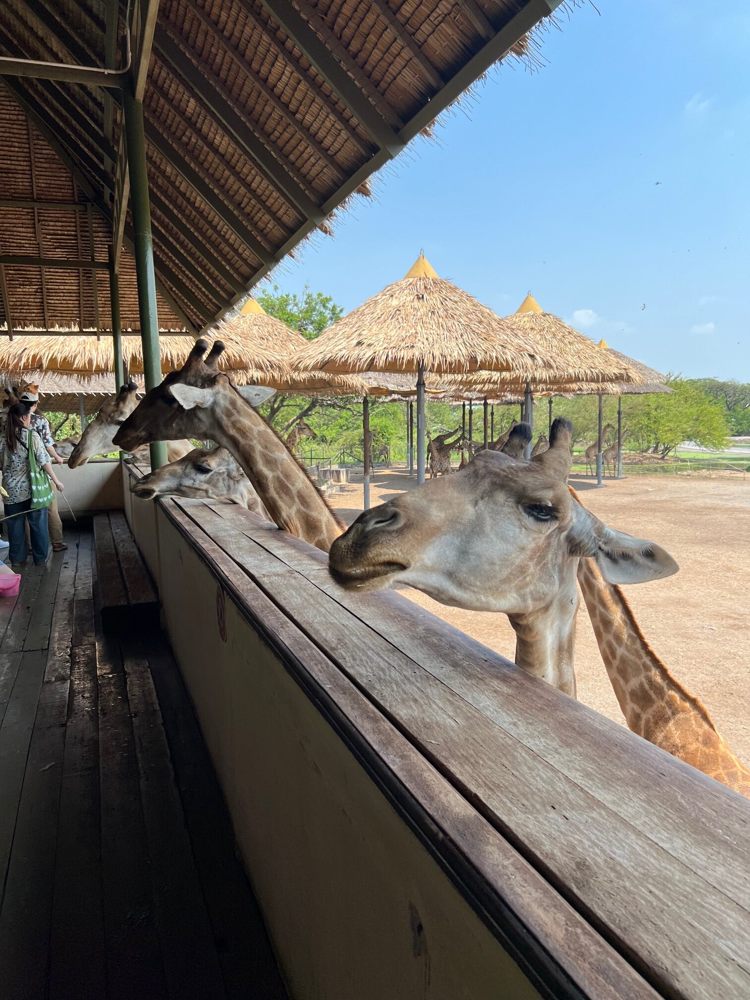 Safari Worldでキリンに餌やり可愛いキリン