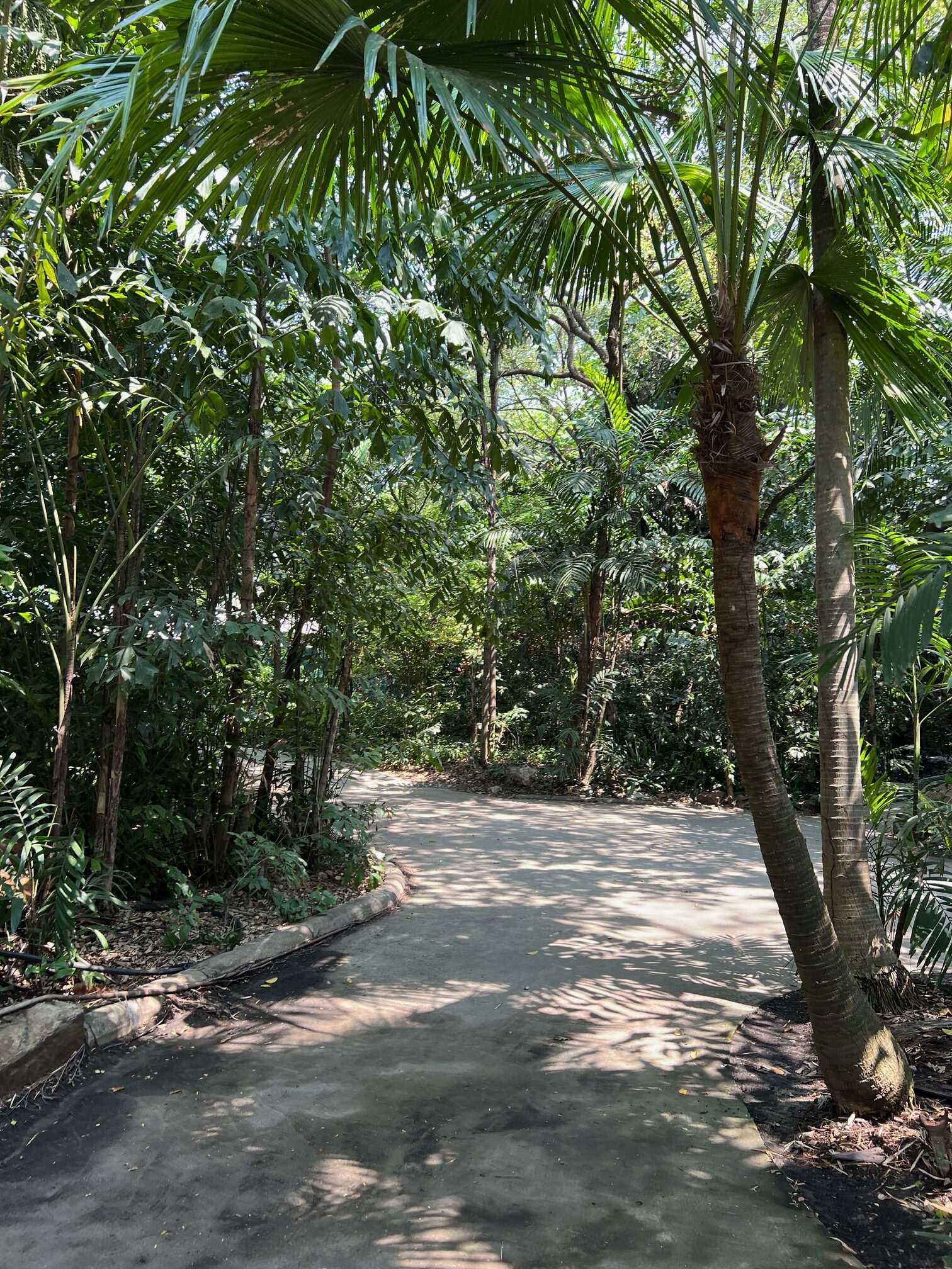 Safari World（サファリワールド）の敷地内の園内の道