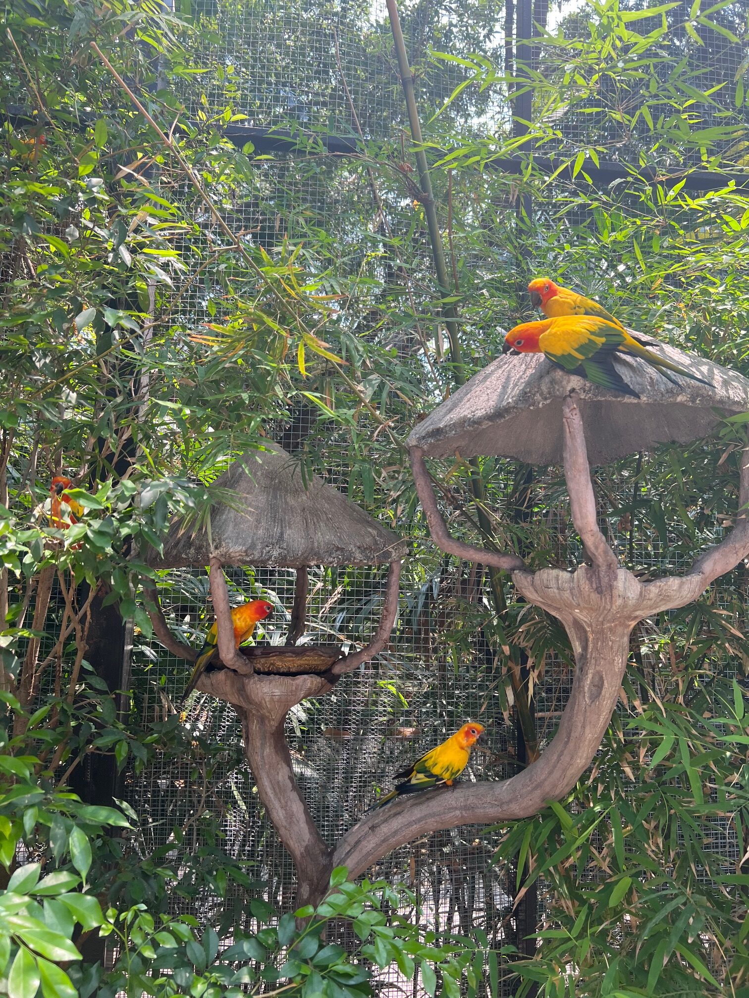 Safari World（サファリワールド）で鳥とのふれあい
