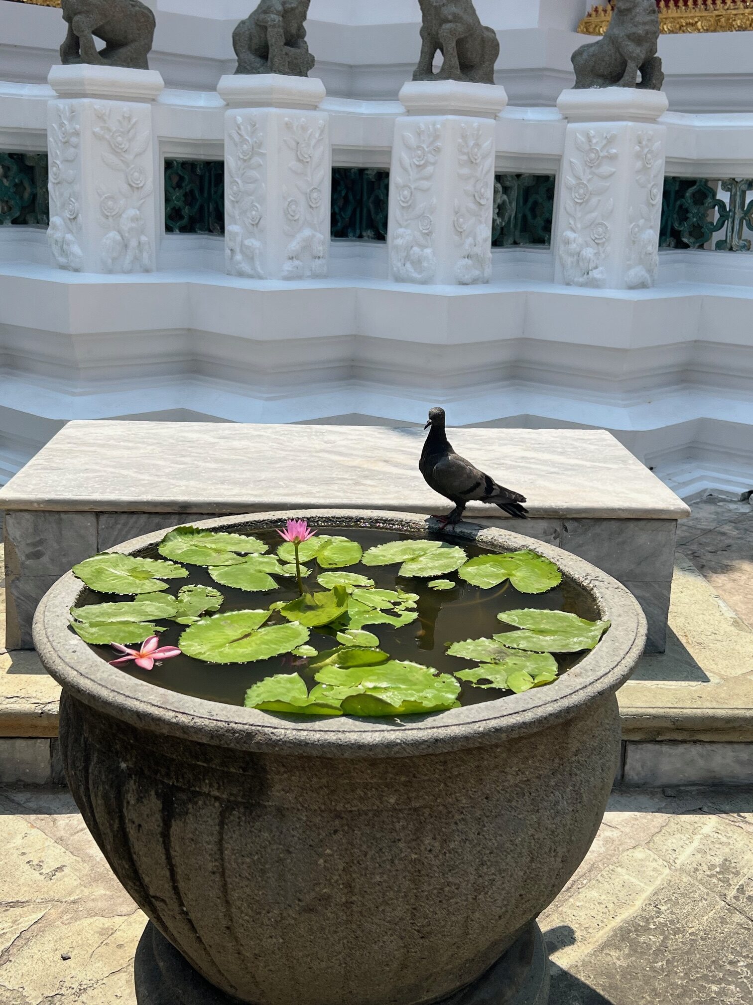 ワットポーにいた鳩