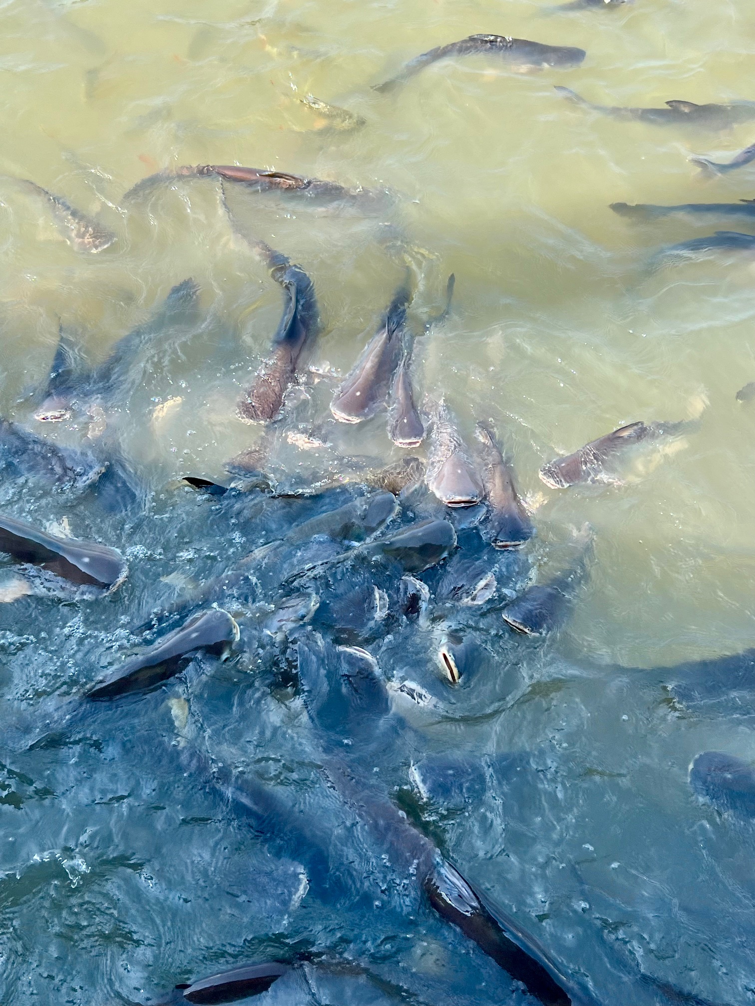 ワット・パナンチューンで魚に餌をあげて徳積み・餌に群がるナマズ