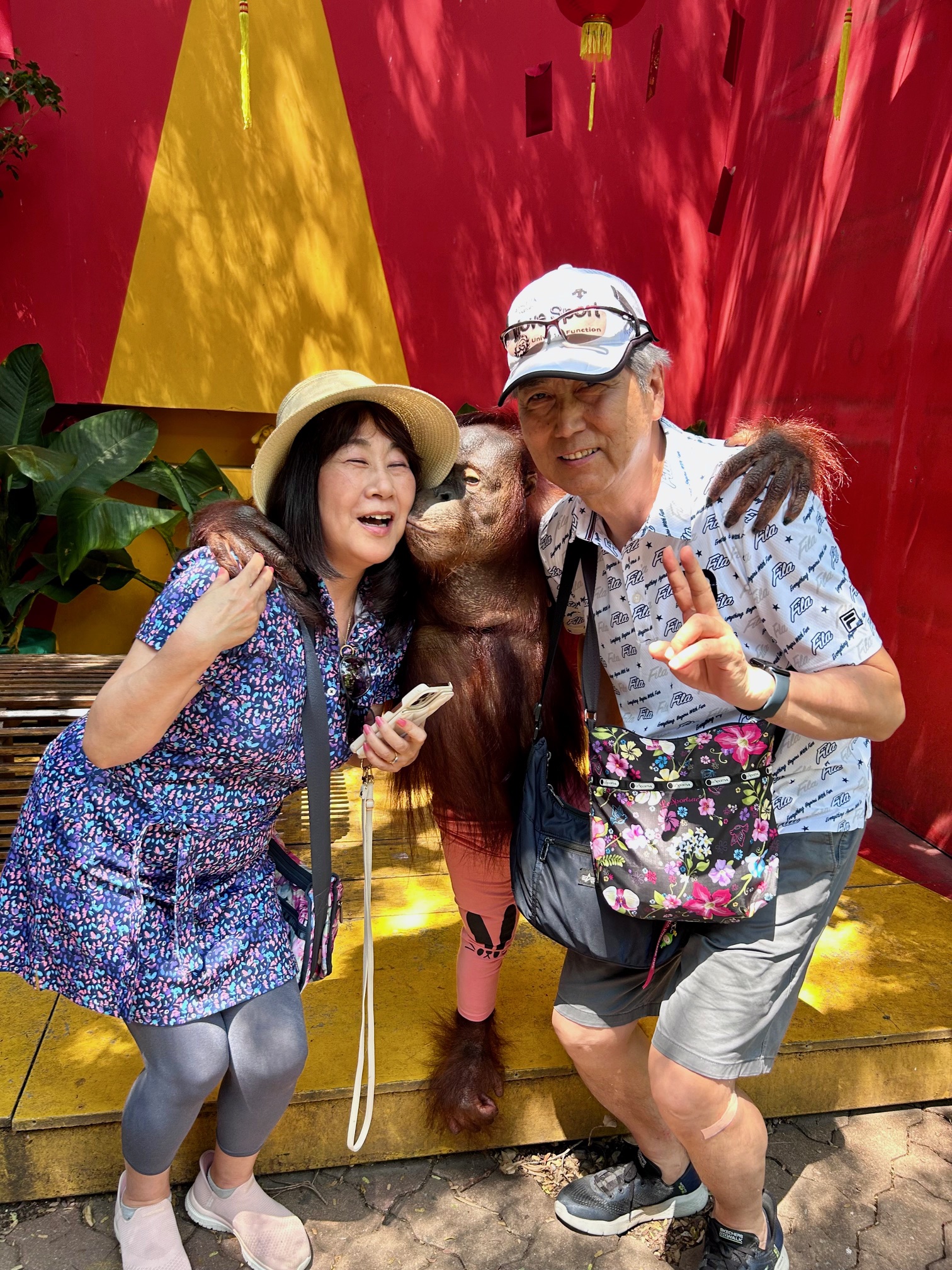 Safari World（サファリワールド）オランウータンと写真撮影・ベテランオランウータン３