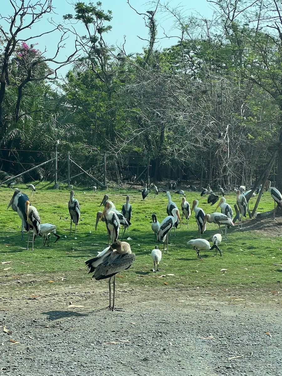 タイSafari World（サファリワールド）車のエリアにいる沢山の鳥たち