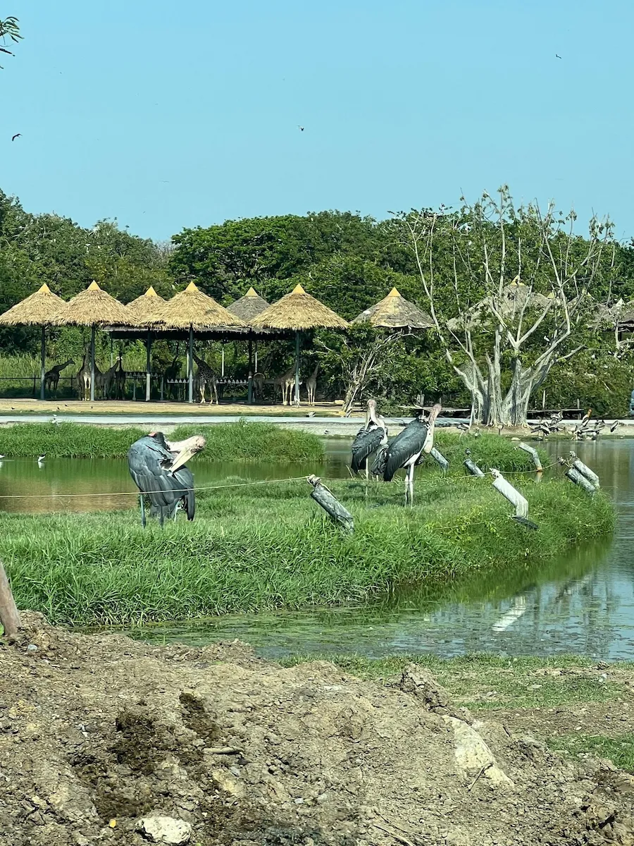 タイSafari World（サファリワールド）サファリパークエリアの鳥たち