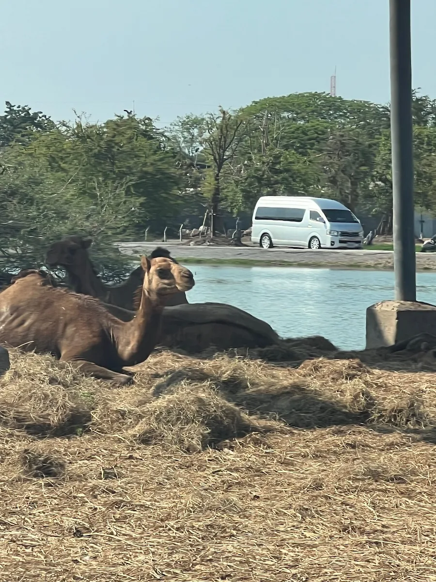 タイSafari World（サファリワールド）サファリパークエリアらくだ