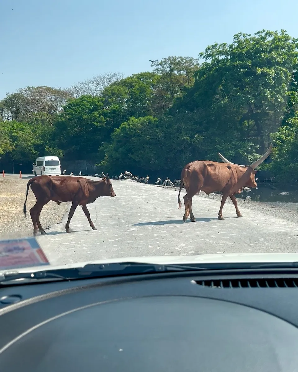 タイSafari World（サファリワールド）サファリパークエリア牛