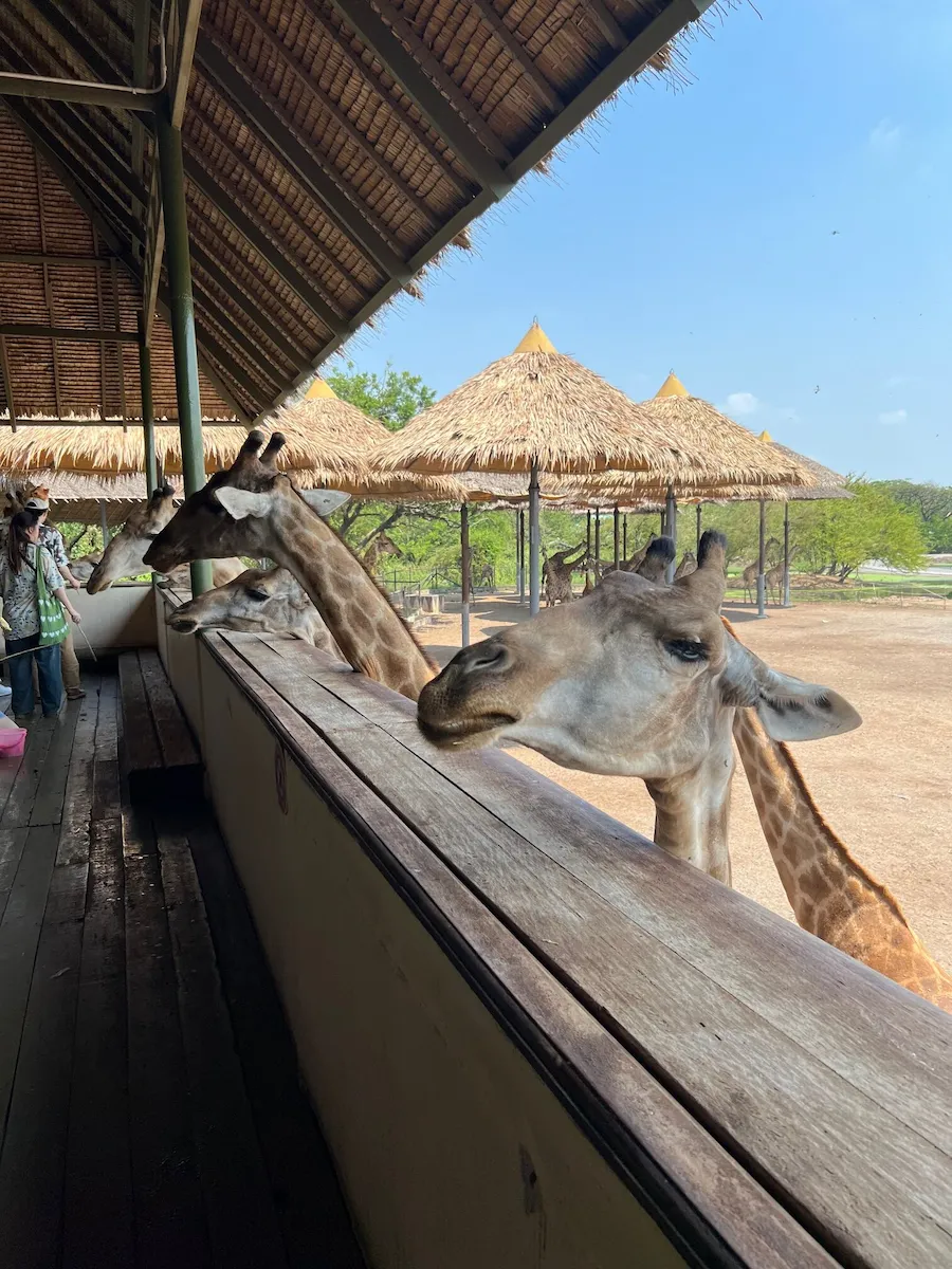 タイSafari Worldでキリンに餌やり可愛いキリン