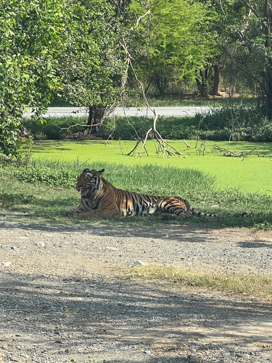 タイSafari World（サファリワールド）サファリパークエリア虎