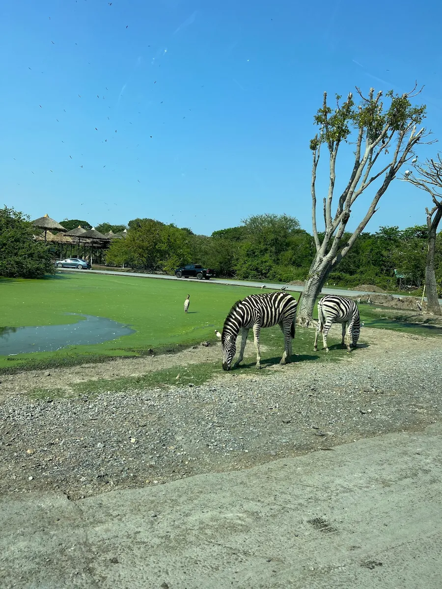 タイSafari World（サファリワールド）サファリパークエリアシマウマ