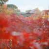 そうだ京都へ行こう