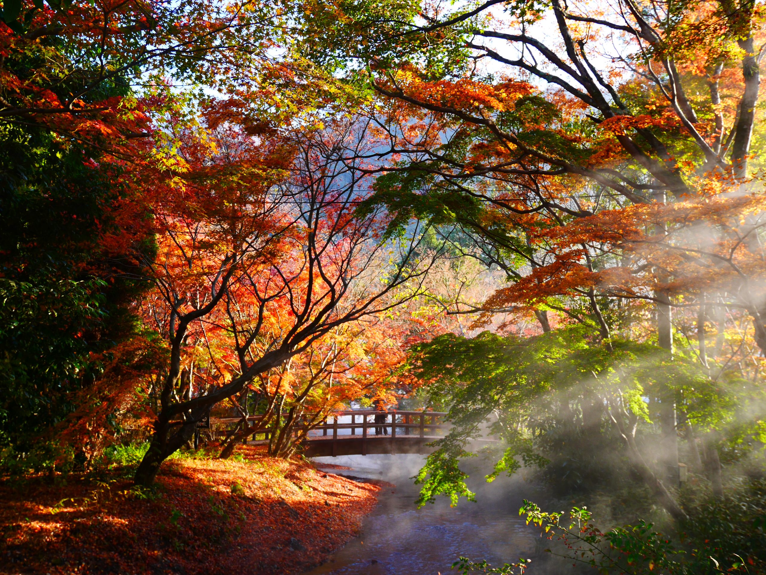 朝陽を浴びる紅葉(金鱗湖畔)