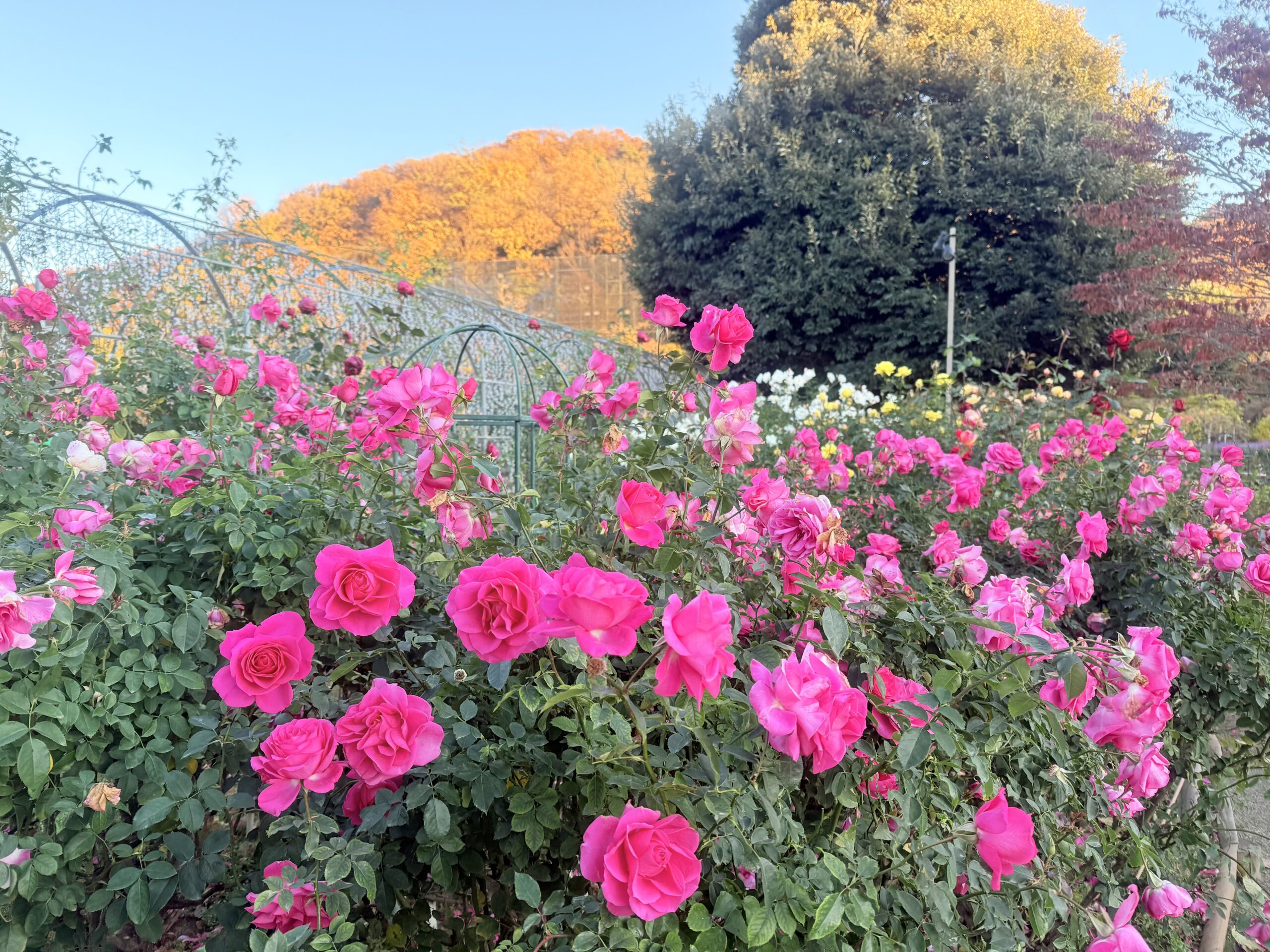 あしかがフラワーパークバラ園