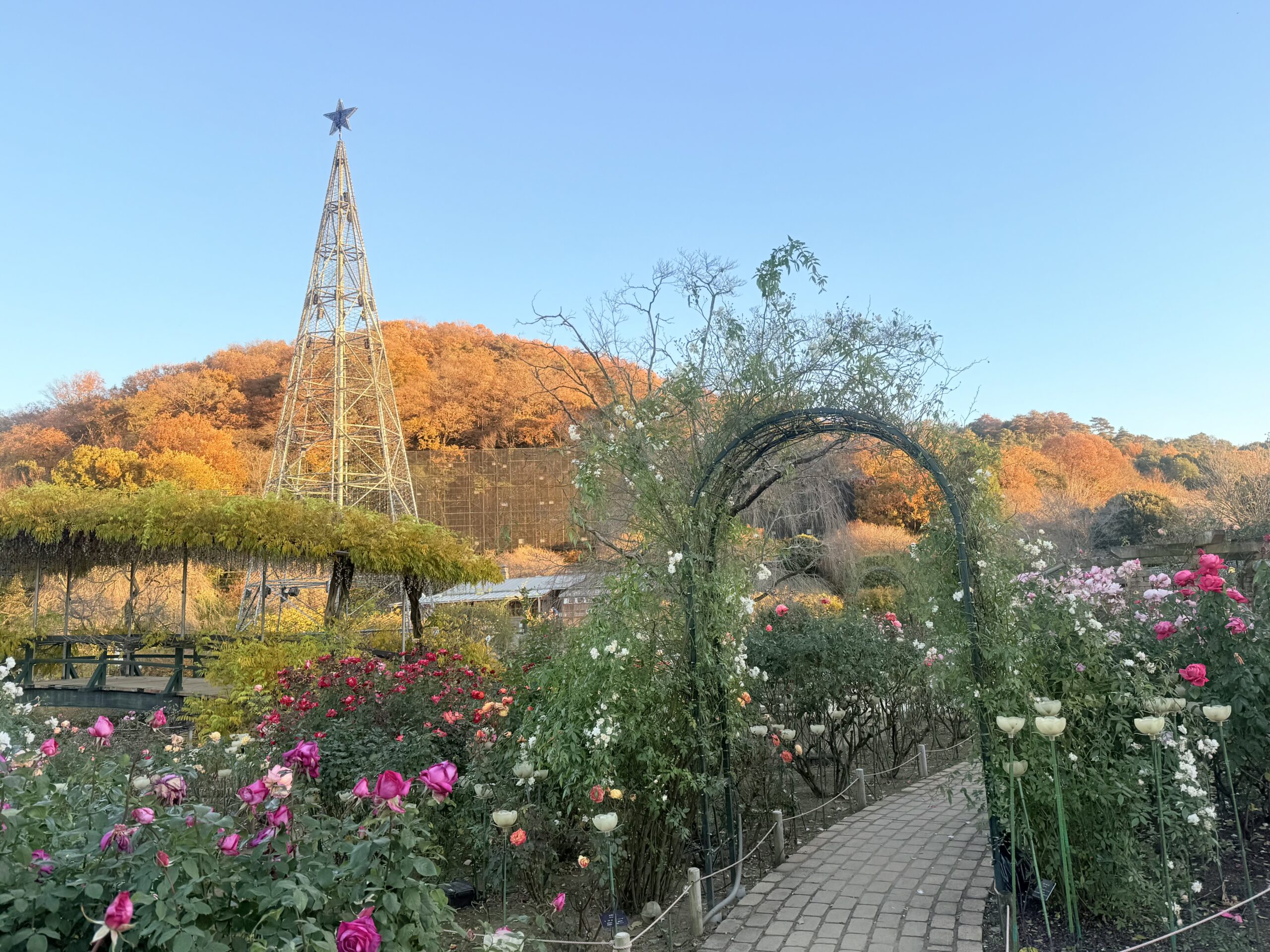 あしかがフラワーパーク夕方