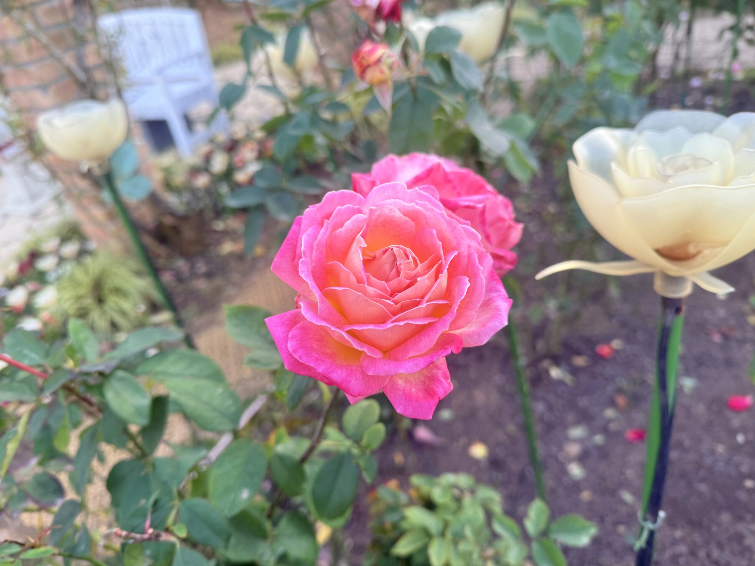 あしかがフラワーパークバラ園